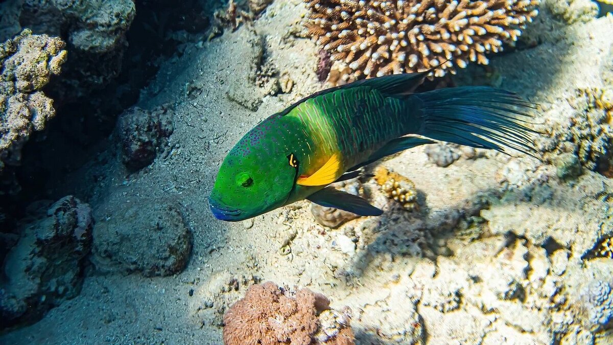 Таких подводных обитателей можно увидеть в водах Шарм-эль-Шейха. Фото: Nitohap, Flickr