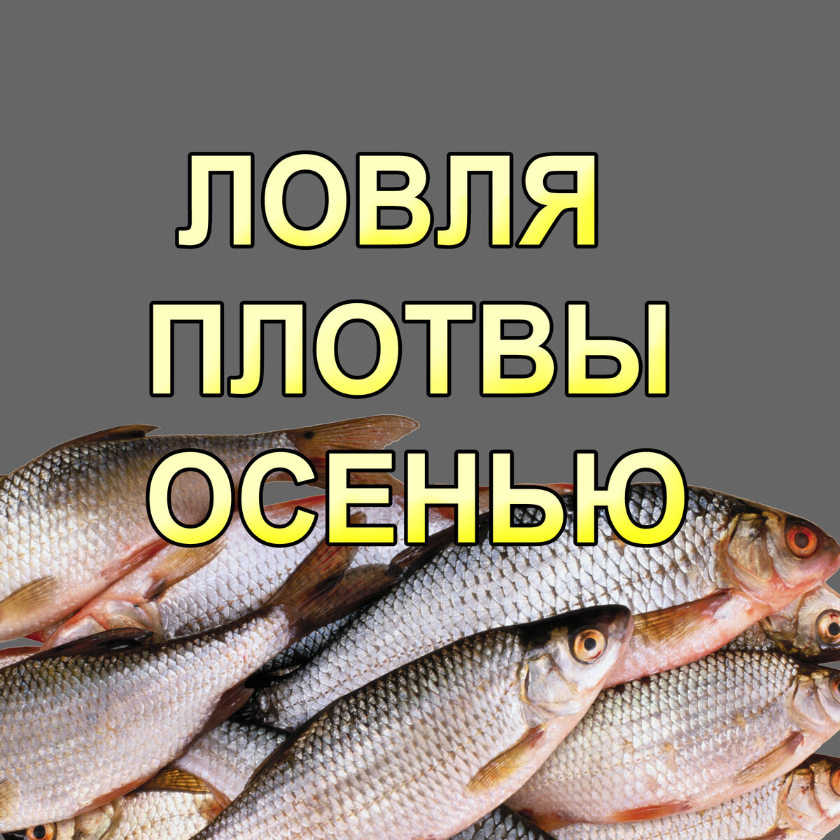 Плотва осенью на поплавок на что ловить Ловля плотвы осенью на поплавочную удочку ДМИТРИЙ БУТОРОВ Дзен