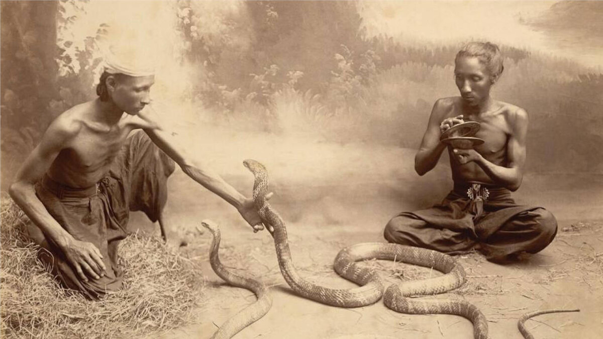 Как стать змеем. Заклинатели змей в Индии. Укротитель змей. Факир и змея. Индус Заклинатель змей.