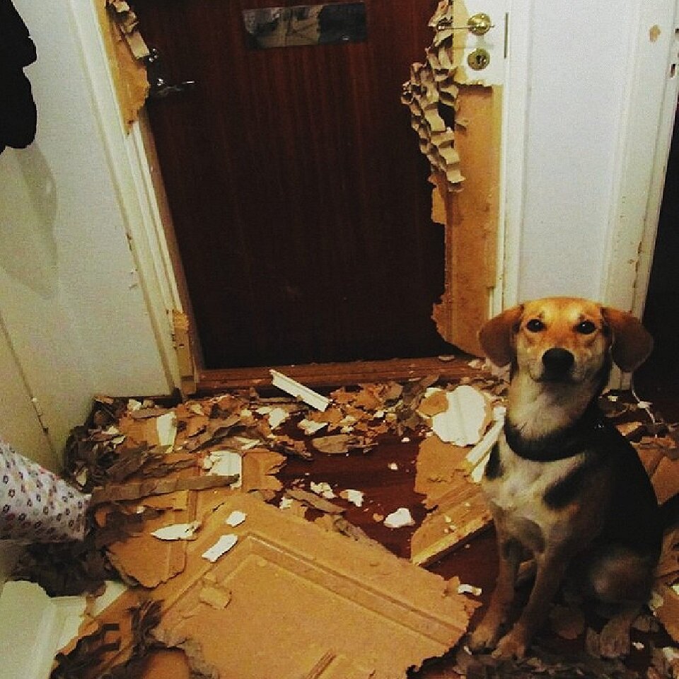 А я тут ремонт затеял