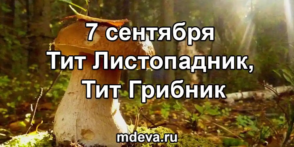 7 сентября Тит Листопадник, Тит Грибник