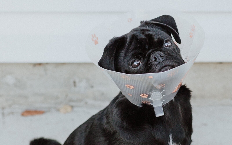 Болезни тела оказывают серьезное влияние на психологический комфорт собаки. Фото Priscilla Du Preez/Unsplash 