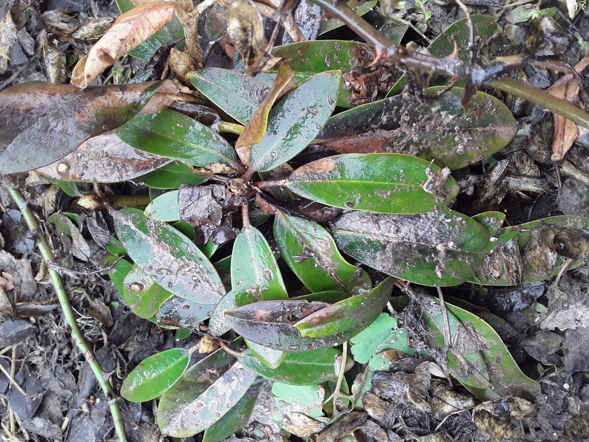 Март. Оттаял сорт Fantastica