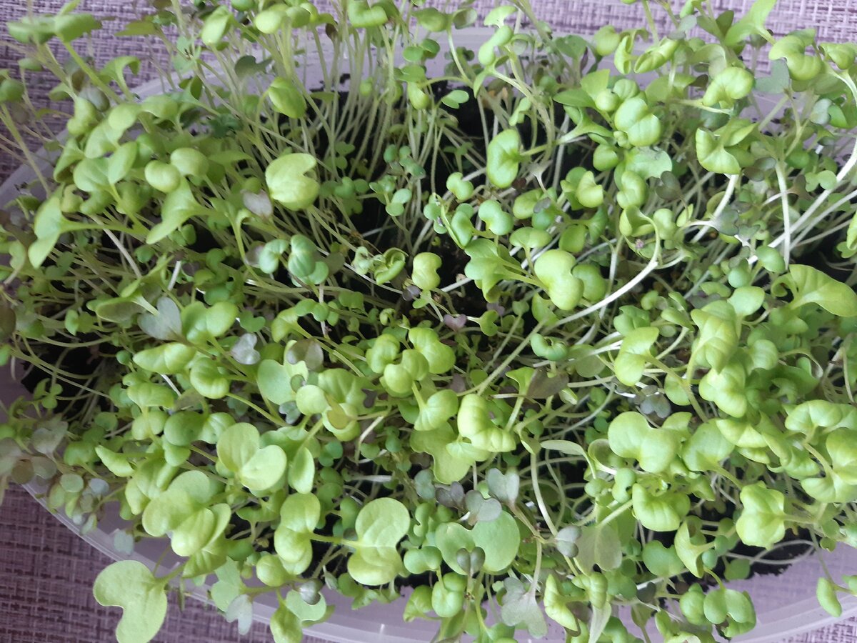 Микрозелень для салатов