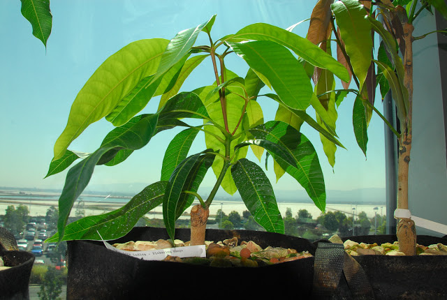 Манго, съели и посадили))).