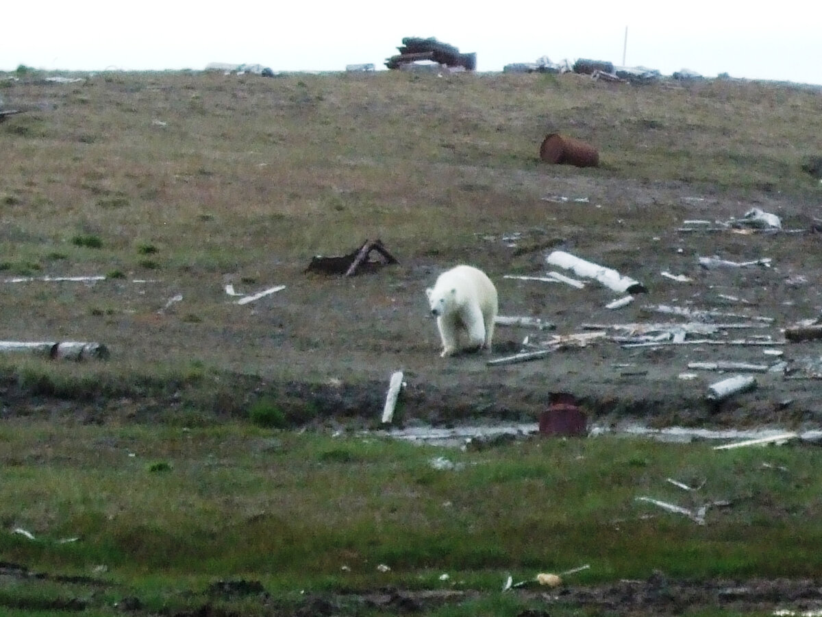 Медведь у полярной станции. Фото из архива Дарьи Никитиной.