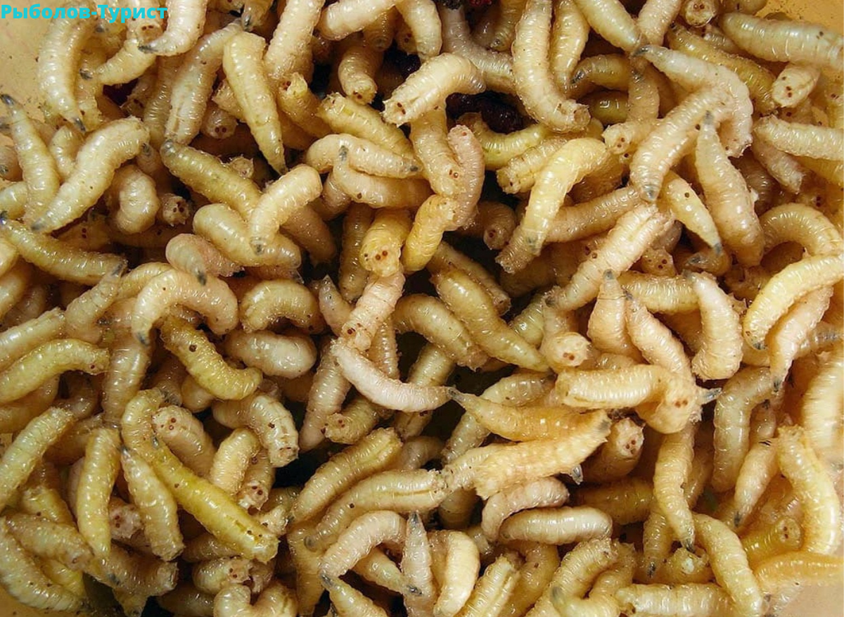 Что едят червяки. Личинки мясных мух опарыши.