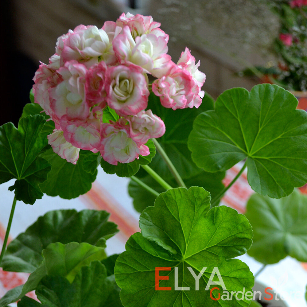 Фото с сайта Алиэкспресс https://aliexpress.ru/item/1005002335758033.html?spm=a2g0s.9042311.0.0.687433ed4Znyff&_ga=2.189180195.980230943.1616826034-236771543.1616647323&sku_id=12000020151702747