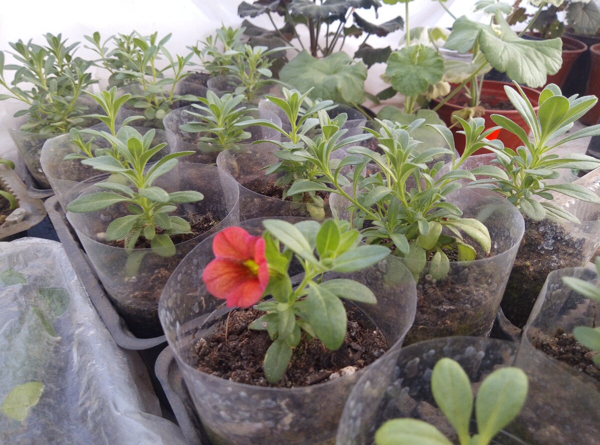 Зацвел первый калиброшка. Им я делаю грунт покислее