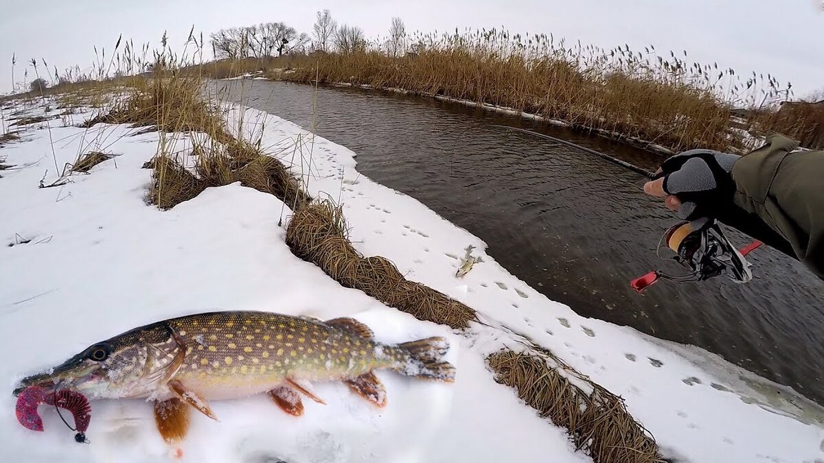 Щука, даже крупная, перед нерестом массово заходит в небольшие речки у ручьи. Там её и поймать легче. Фото из открытых источников Яндекс-Картинки.