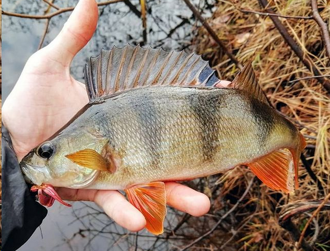 Клюнул на рачка:)