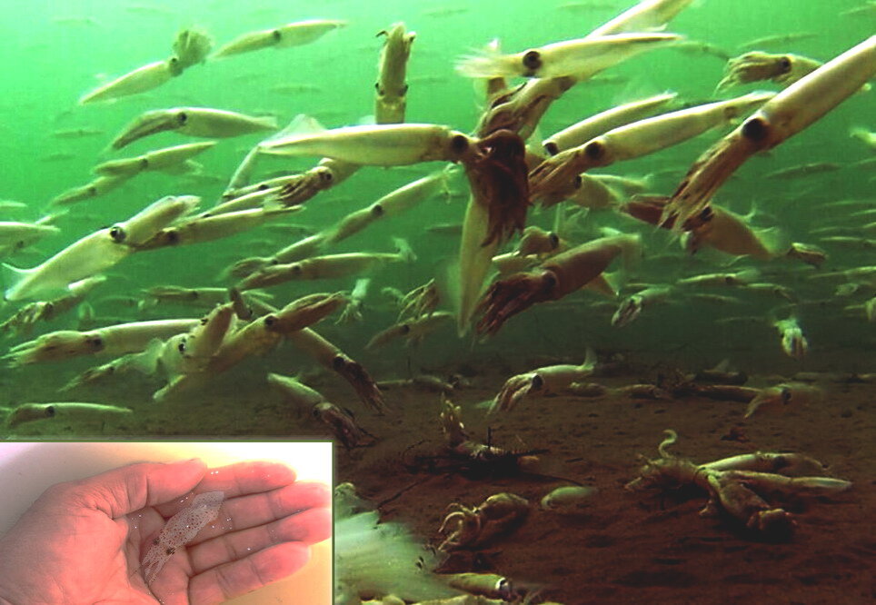 Подавляющее большинство кальмаров выглядит именно так, размером с палец