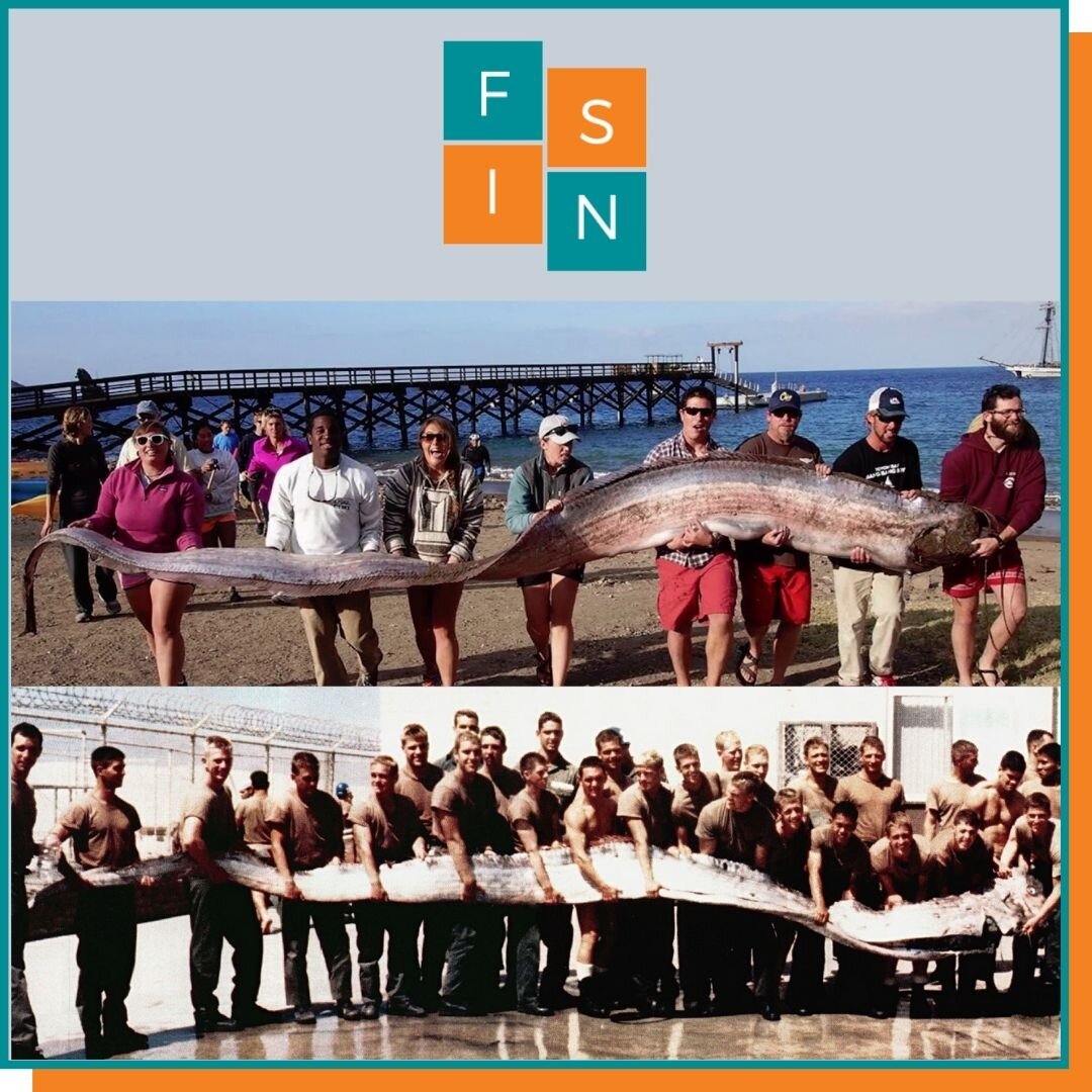 Сельдяной король