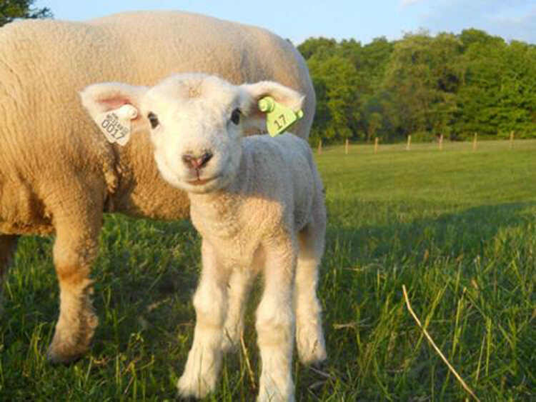 Маркировка овец