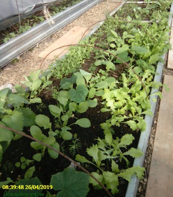 Растут огурчики и рассада астр. К маю поспеют редиска и салат