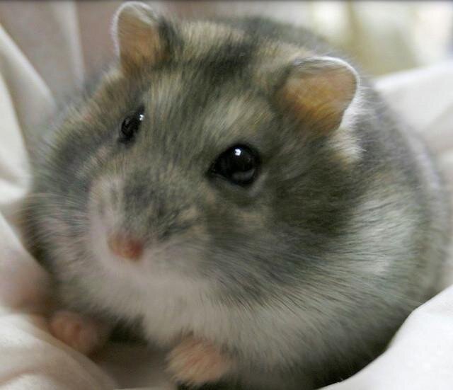 Кишечная инфекция