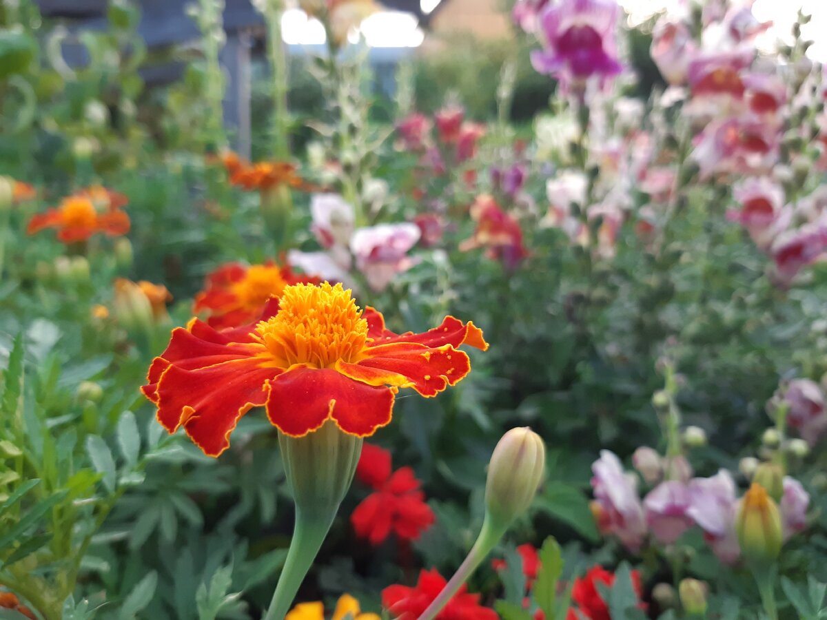 На моем участке 2020 год.