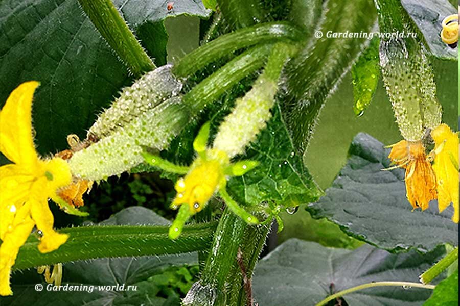 Молодые огурчики в теплице