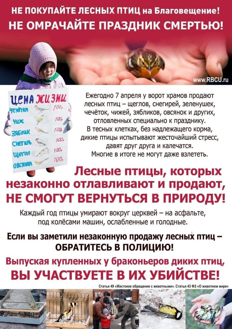 Листовка со страницы ВК Ладожской орнитологической станции