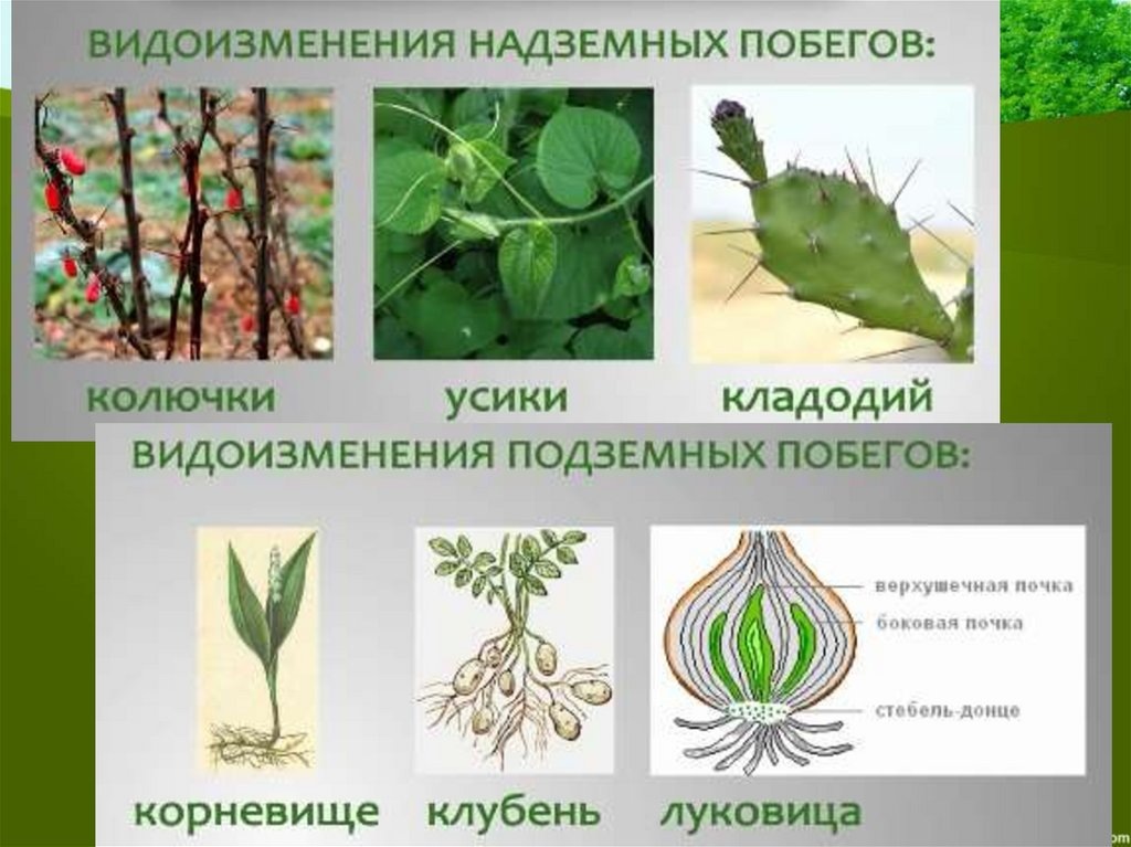 Видоизменения надземных и подземных побегов