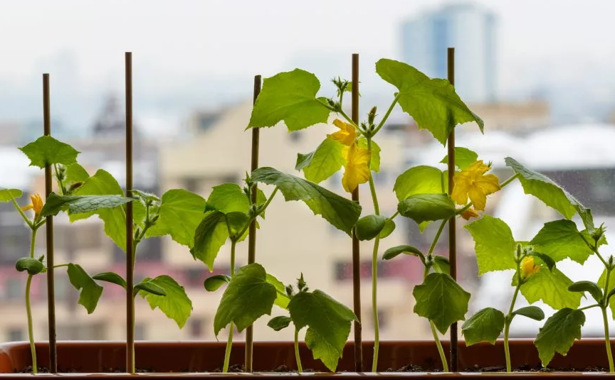 На подоконнике