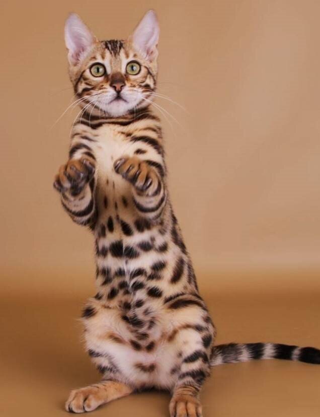 Бенгальская кошка