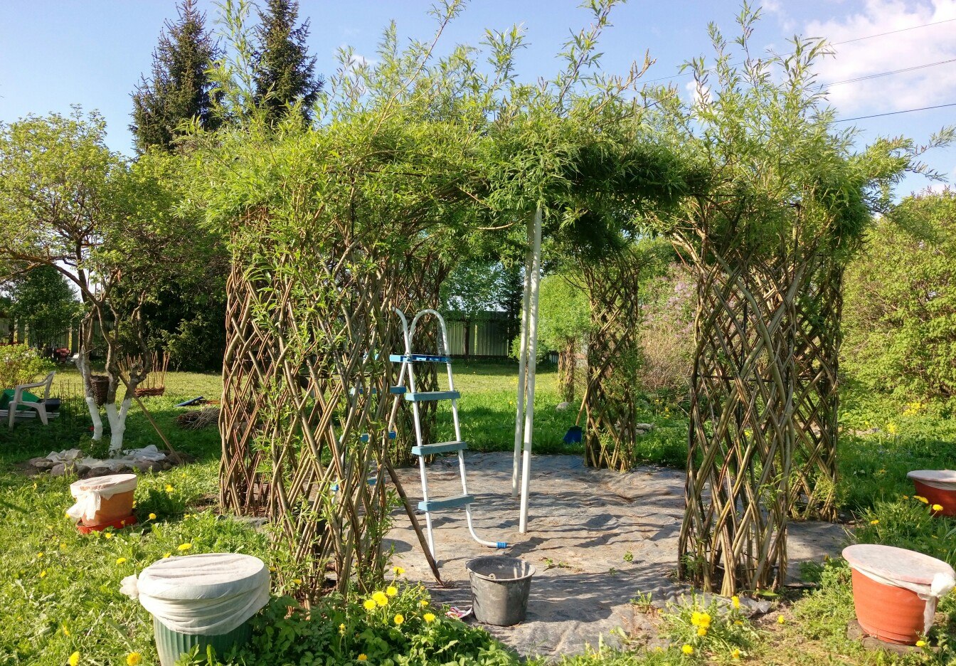 Ива плакучая плетеная