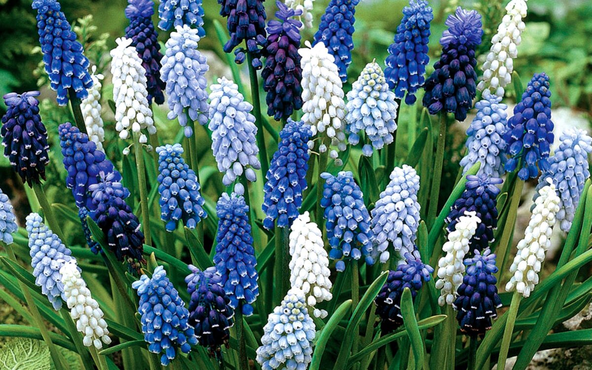 Мускари тёмно- фиолетовые, голубые, белые.