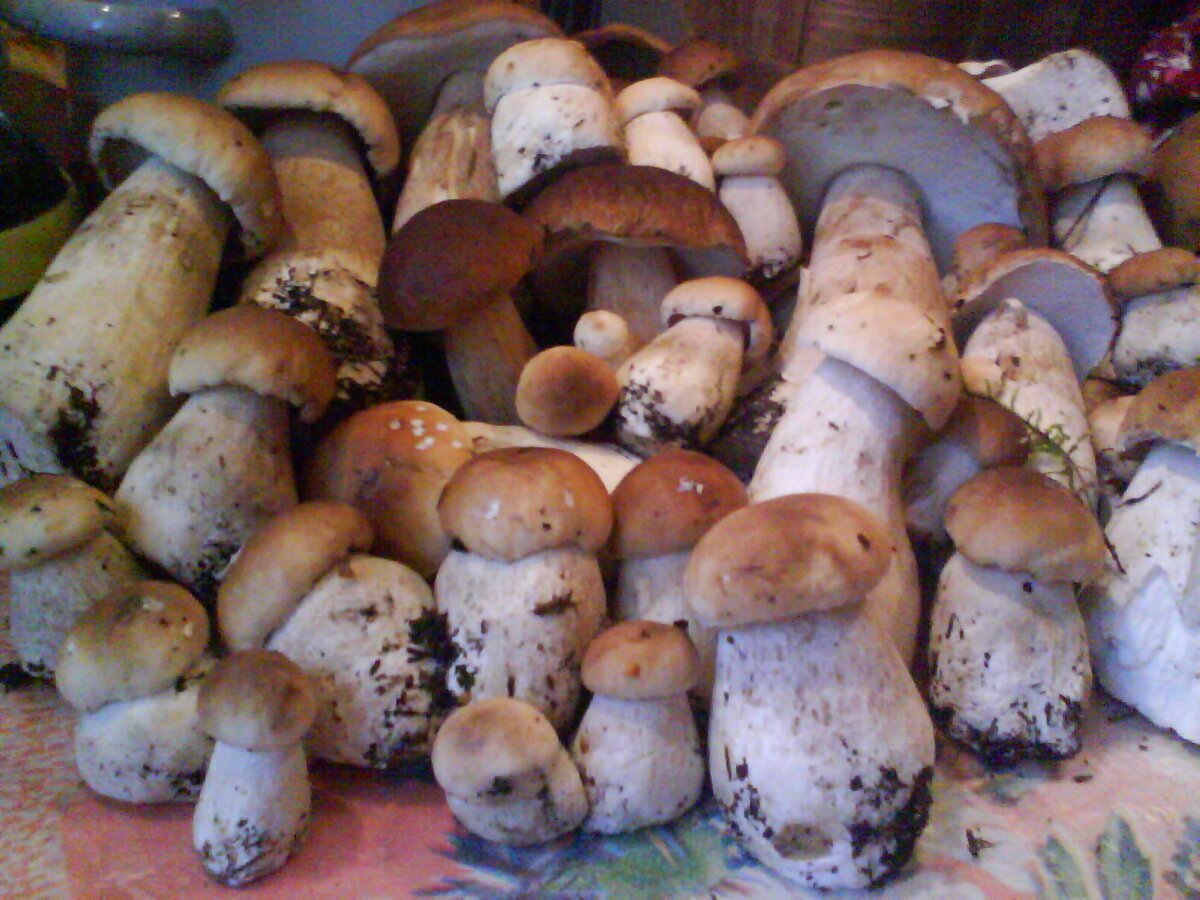 Фото Натальи Седовой