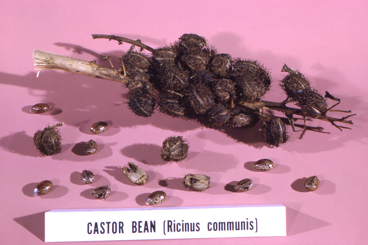 Касторовое масло начали использовать еще древние египтяне, на фото – касторовые бобы © CDC/UNSPLASH