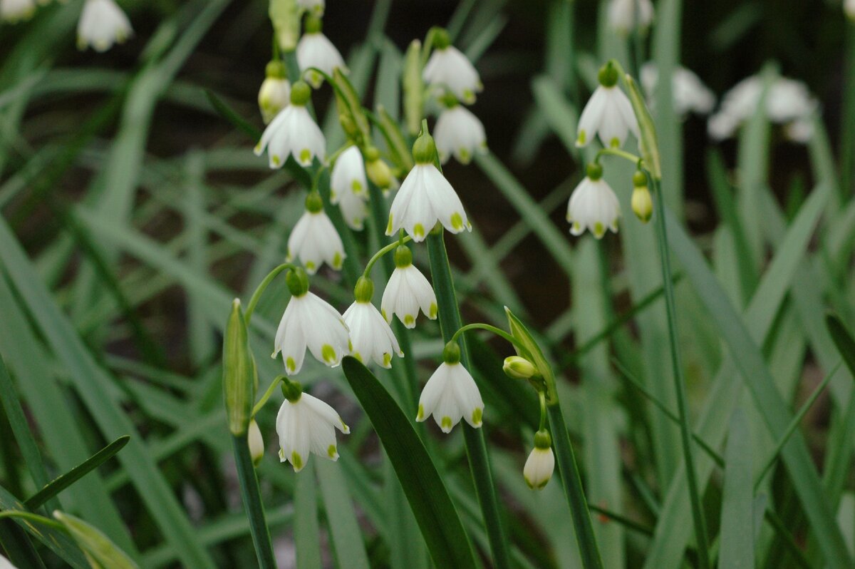 Белоцветник