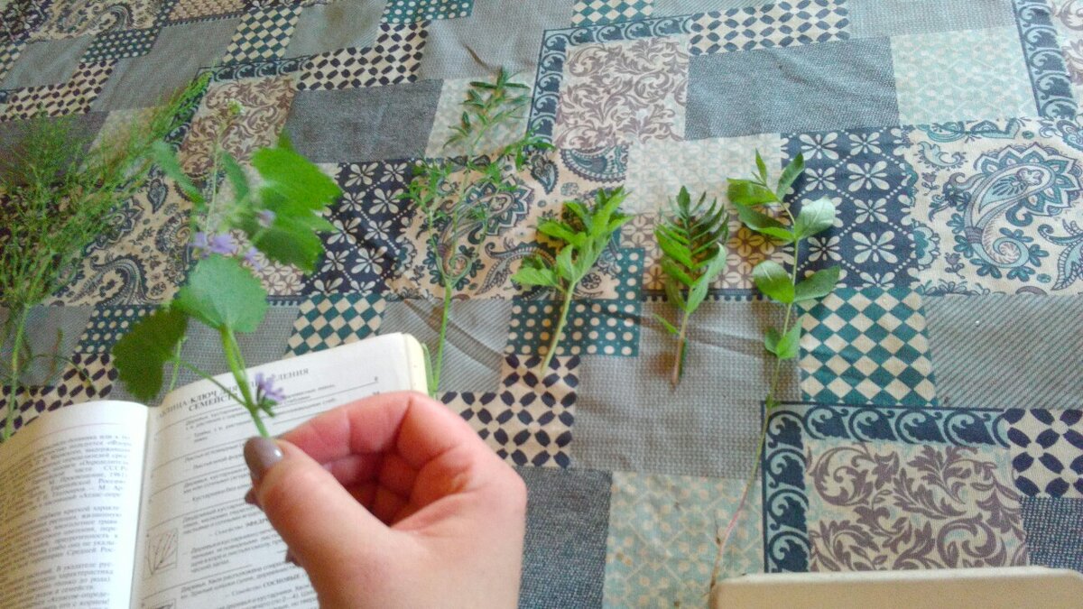 Травы бывают разные