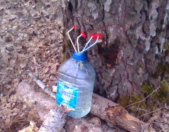  Сбор березового сока