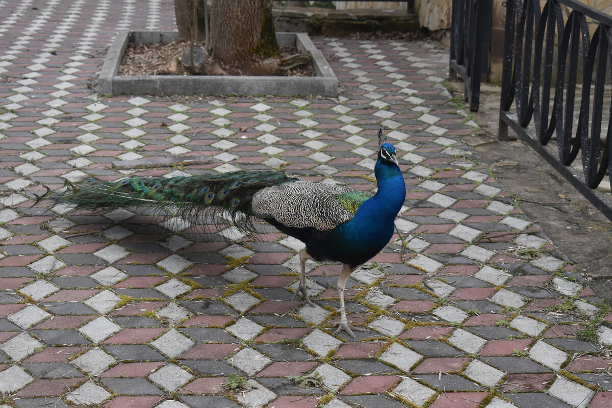Птичья галерея! Первые обитатели парка, которых я увидел при входе! 