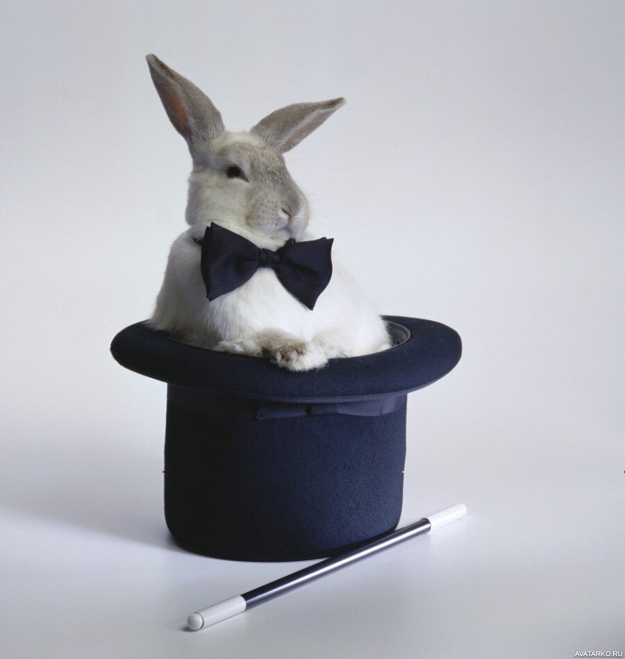 фокус, кролик из цилиндра, фото из открытых источников интернета