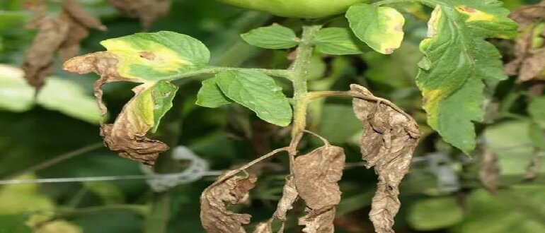 болезни рассады томатов