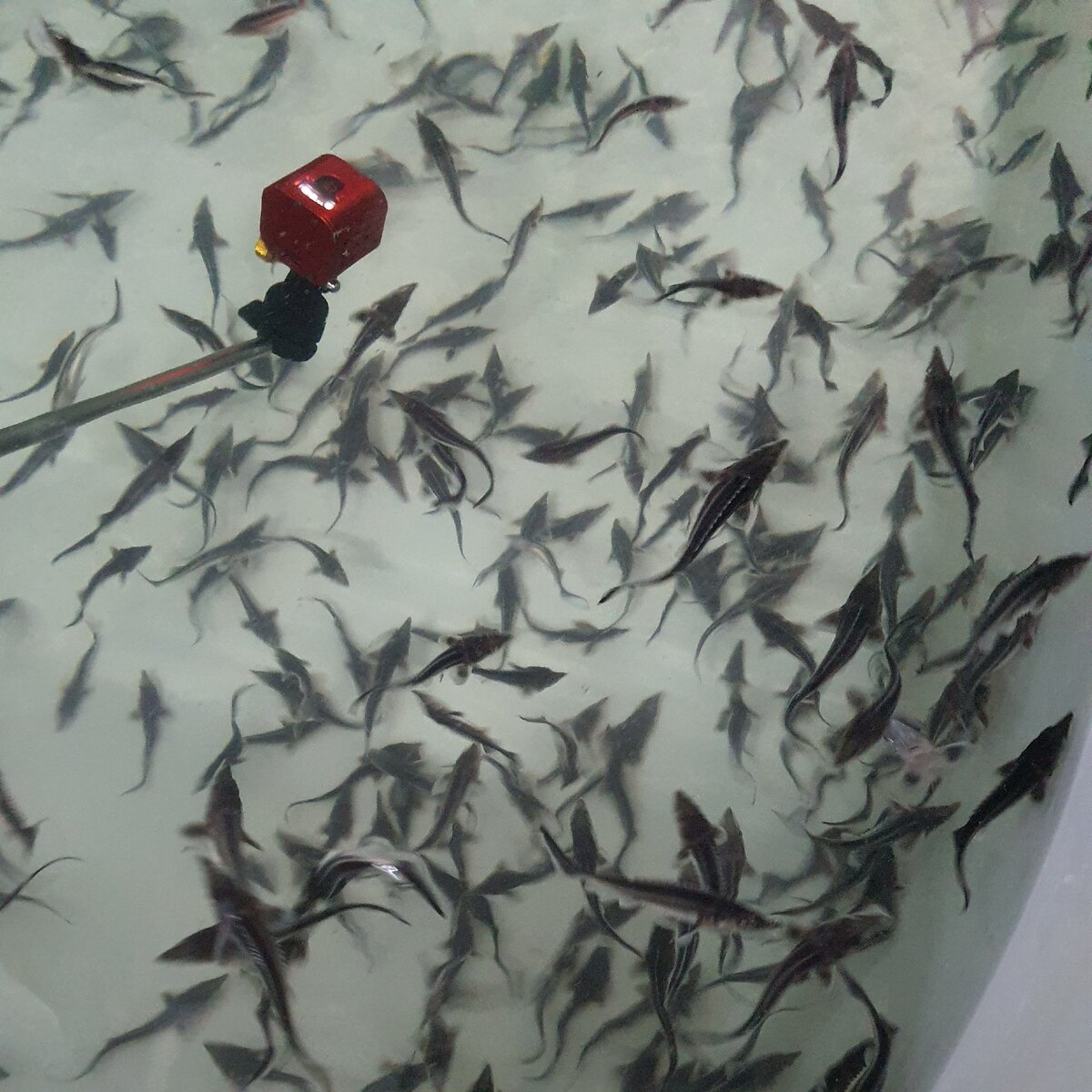 Содержание осетра на ферме  Живой Осётр, фото Fermer.ru ©