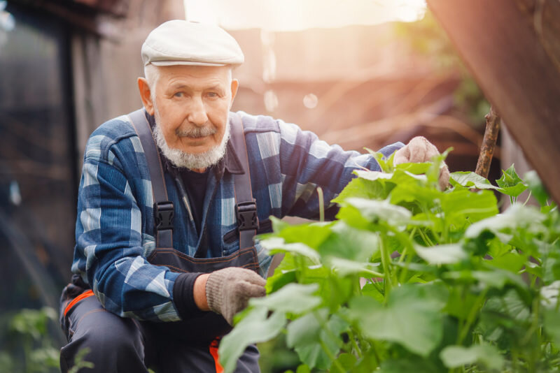 Выращивание огурцов (Фото используется по стандартной лицензии ©azbukaogorodnika.ru)