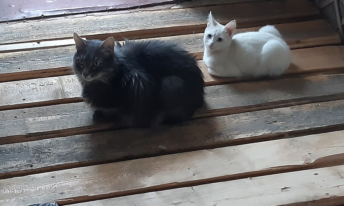 Максик и Мелкий проверяют уровень чернового пола.