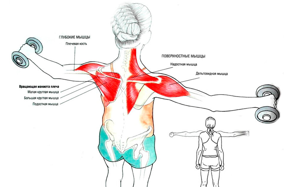 Разрастаясь вверх и в стороны. Разведение гантелей стоя мышцы. Упражнение с гантелями разведение рук в стороны. Мышцы плеча упражнения. Упражнения для мышц спины.