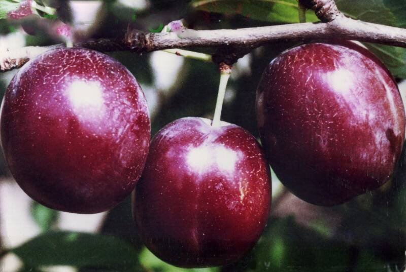 Кабардинская ранняя