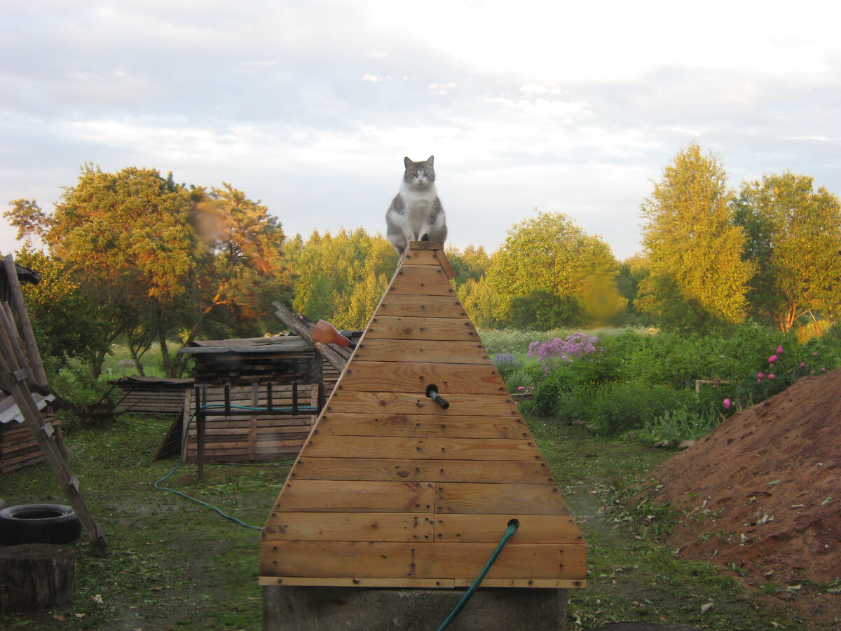 Высоко сижу, далеко гляжу, украшаю собой пейзаж. Фото мое.