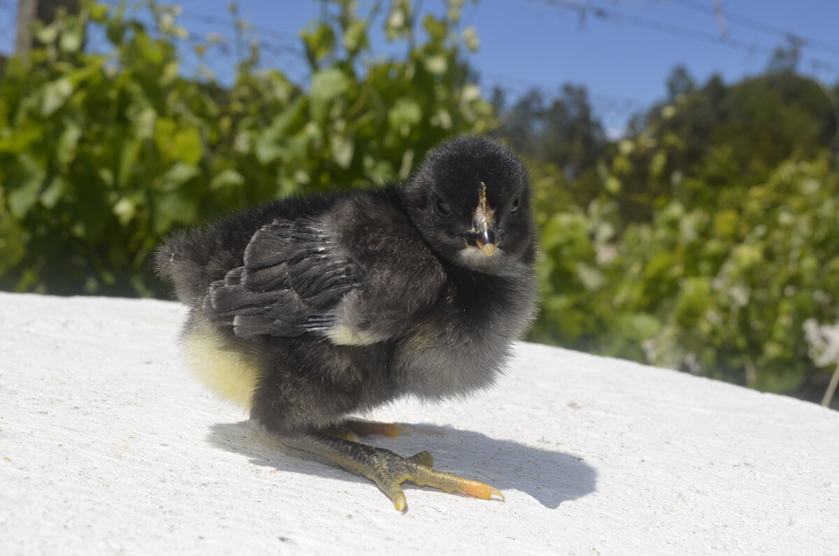 Черный лузитанец