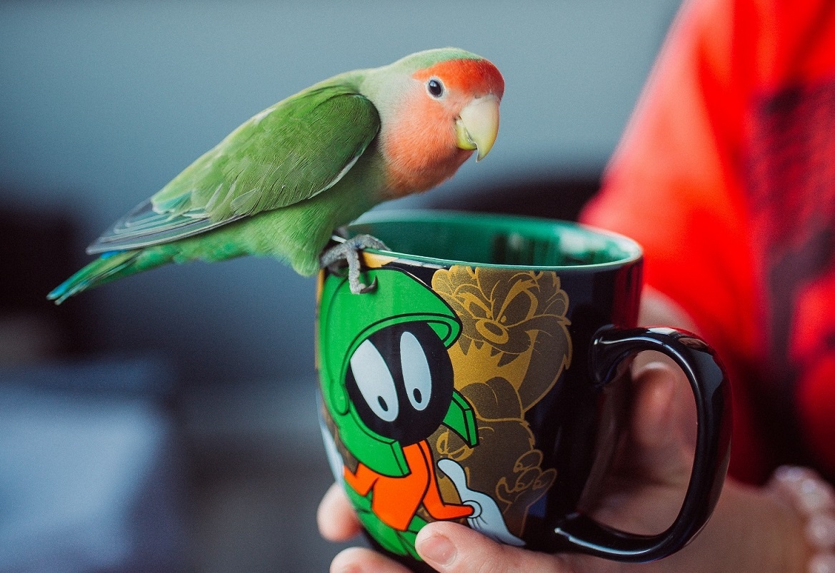 Каролинка начинает утро в 6. Почти как соседский петух