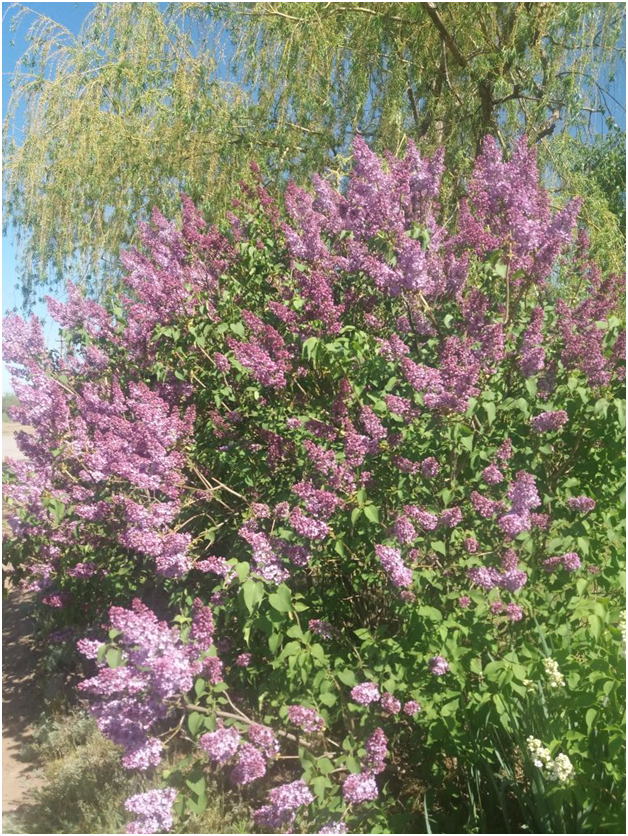 Фото от 12 мая 2021 года, наш куст сирени за пределами участка. В прошлом году куст отдыхал, не цвел