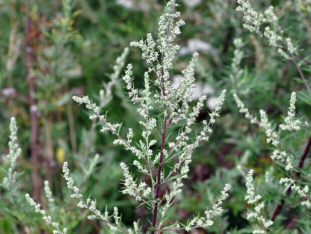 Фото из интернета