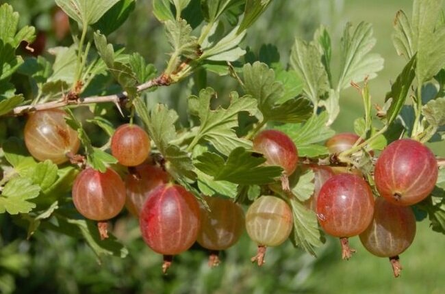 Наш северный виноград – крыжовник. Ссылка на фото https://bitly.su/cwSbJo.