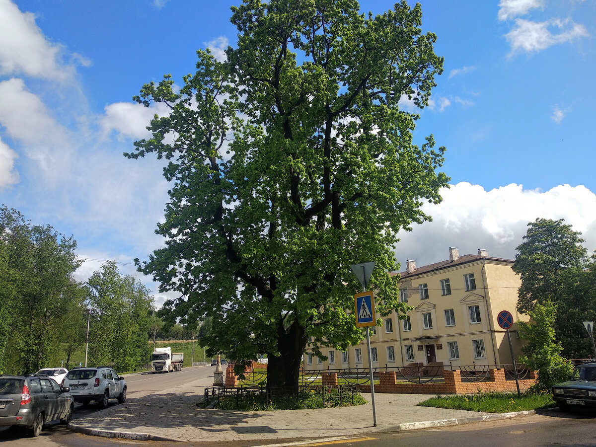 Дуб черешчатый. Фото автора