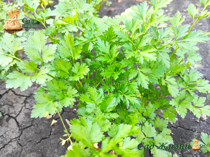 Заготовка петрушки на зиму