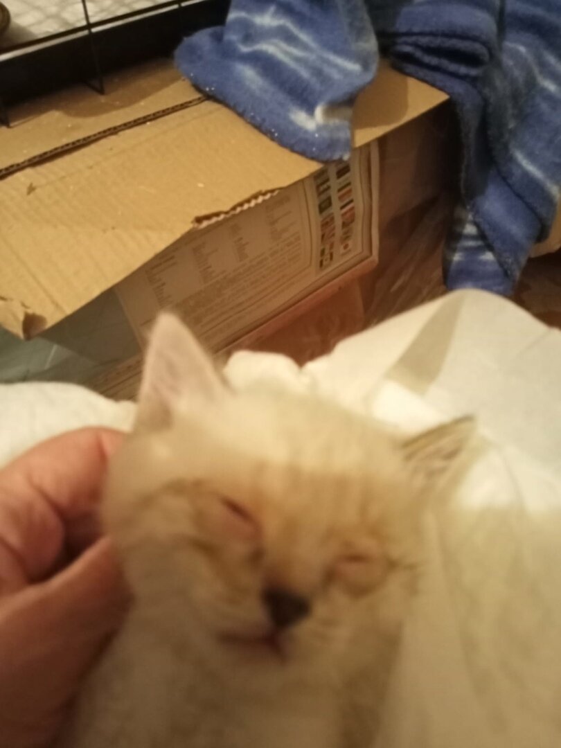 Когда приехала забирать, котята были уже в таком состоянии, Трое из шести уже не могли открыть глаза